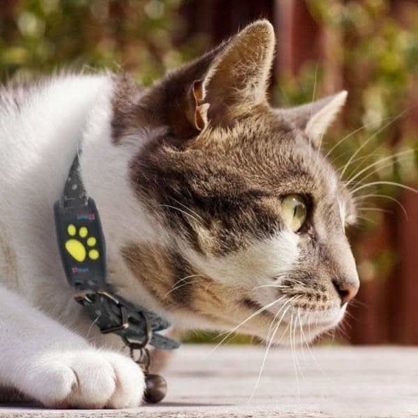 GPS-Tracker für Katzen mit Echtzeit-Ortung per App und kleinem Gehäuse fürs Halsband, Ansicht 4